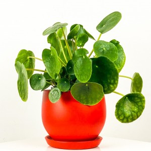 Pilea Peperomioides Curvy Saksılı - Çin Para Bitkisi - 3