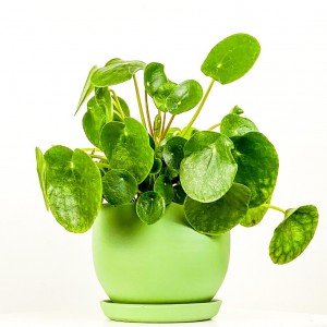 Pilea Peperomioides Curvy Saksılı - Çin Para Bitkisi - 4