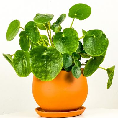 Pilea Peperomioides Curvy Saksılı - Çin Para Bitkisi - 5