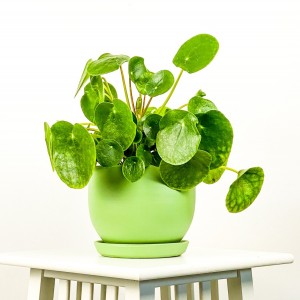 Pilea Peperomioides Curvy Saksılı - Çin Para Bitkisi - Fidan Burada