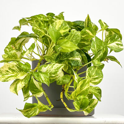 Potos Epipremnum Marble Queen - Alacalı Salon Sarmaşığı - Ruby Antrasit Saksılı - 1