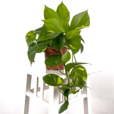 Potos - Pothos - Salon Sarmaşığı - Epipremnum (Aureum) - 1