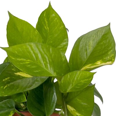 Potos - Pothos - Salon Sarmaşığı - Epipremnum (Aureum) - 2