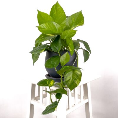 Potos - Pothos - Salon Sarmaşığı - Epipremnum (Aureum) Curvy Antrasit Saksılı - 1