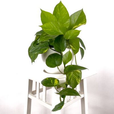 Potos - Pothos - Salon Sarmaşığı - Epipremnum (Aureum) Curvy Beyaz Saksılı - 1