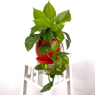 Potos - Pothos - Salon Sarmaşığı - Epipremnum (Aureum) Curvy Kırmızı Saksılı - 1