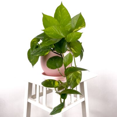 Potos - Pothos - Salon Sarmaşığı - Epipremnum (Aureum) Curvy Pembe Saksılı - 1