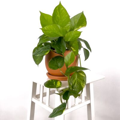 Potos - Pothos - Salon Sarmaşığı - Epipremnum (Aureum) Curvy Terra Cotta Saksılı - 1