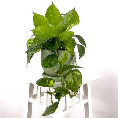 Potos - Pothos - Salon Sarmaşığı - Epipremnum (Aureum) Curvy Yeşil Saksılı - 1