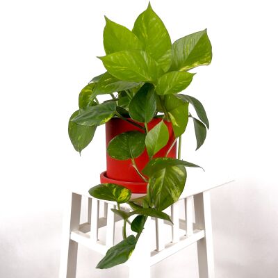 Potos - Pothos - Salon Sarmaşığı - Epipremnum (Aureum) Ruby Kırmızı Saksılı - 1