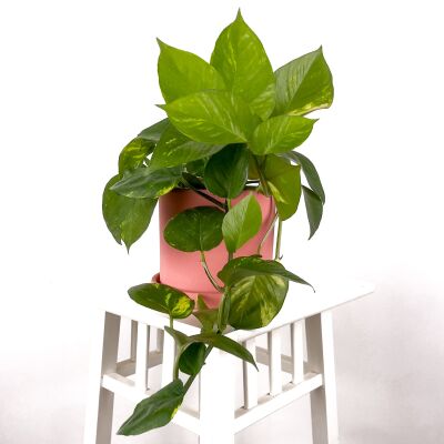 Potos - Pothos - Salon Sarmaşığı - Epipremnum (Aureum) Ruby Pembe Saksılı - 1