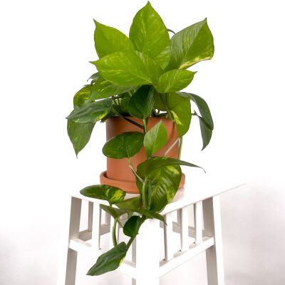 Potos - Pothos - Salon Sarmaşığı - Epipremnum (Aureum) Ruby Terra Cotta Saksılı - 1