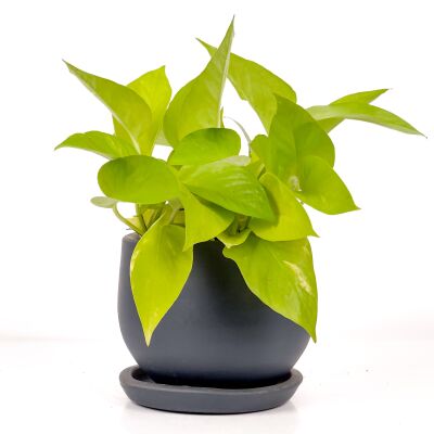 Potos - Pothos - Salon Sarmaşığı - Epipremnum Pinnatum 'Golden Pothos' Curvy Antrasit Saksılı - 1