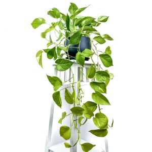 Potos - Pothos - Salon Sarmaşığı - Epipremnum Pinnatum 'Golden Pothos' Curvy Antrasit Saksılı - Fidan Burada