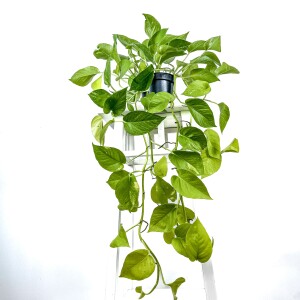 Potos - Pothos - Salon Sarmaşığı - Epipremnum Pinnatum 'Golden Pothos' Curvy Antrasit Saksılı - 2