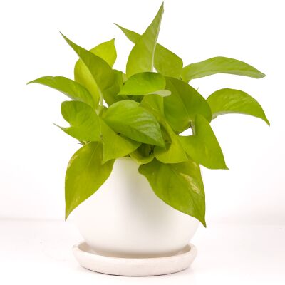 Potos - Pothos - Salon Sarmaşığı - Epipremnum Pinnatum 'Golden Pothos' Curvy Beyaz Saksılı - 1