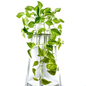 Potos - Pothos - Salon Sarmaşığı - Epipremnum Pinnatum 'Golden Pothos' Curvy Beyaz Saksılı - Fidan Burada