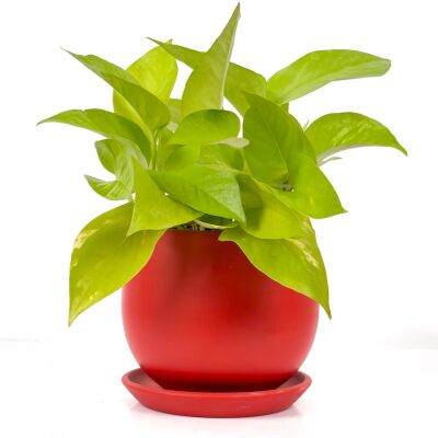 Potos - Pothos - Salon Sarmaşığı - Epipremnum Pinnatum 'Golden Pothos' Curvy Kırmızı Saksılı - 1