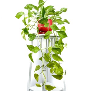 Potos - Pothos - Salon Sarmaşığı - Epipremnum Pinnatum 'Golden Pothos' Curvy Kırmızı Saksılı - Fidan Burada