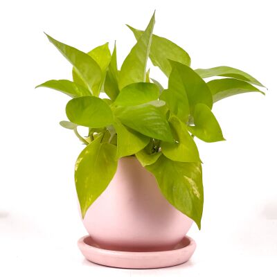 Potos - Pothos - Salon Sarmaşığı - Epipremnum Pinnatum 'Golden Pothos' Curvy Pembe Saksılı - 1