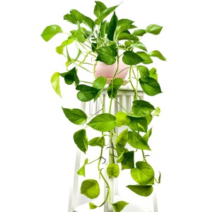 Potos - Pothos - Salon Sarmaşığı - Epipremnum Pinnatum 'Golden Pothos' Curvy Pembe Saksılı - Fidan Burada