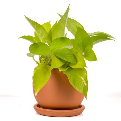 Potos - Pothos - Salon Sarmaşığı - Epipremnum Pinnatum 'Golden Pothos' Curvy Terra Cotta Saksılı - 1