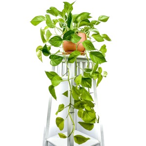 Potos - Pothos - Salon Sarmaşığı - Epipremnum Pinnatum 'Golden Pothos' Curvy Terra Cotta Saksılı - Fidan Burada