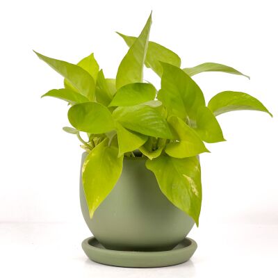 Potos - Pothos - Salon Sarmaşığı - Epipremnum Pinnatum 'Golden Pothos' Curvy Yeşil Saksılı - 1