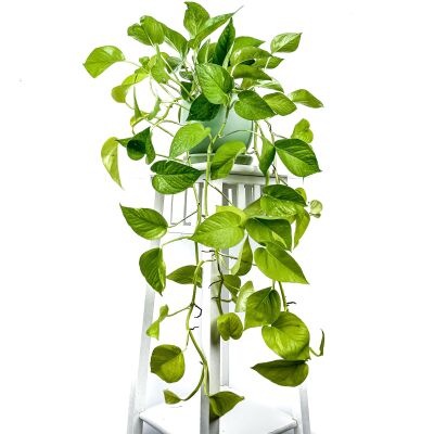 Potos - Pothos - Salon Sarmaşığı - Epipremnum Pinnatum 'Golden Pothos' Curvy Yeşil Saksılı - 1