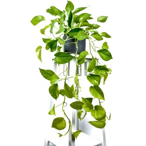 Potos - Pothos - Salon Sarmaşığı - Epipremnum Pinnatum 'Golden Pothos' Ruby Antrasit Saksılı - Fidan Burada