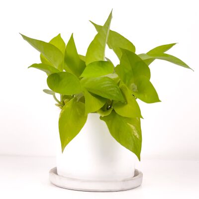 Potos - Pothos - Salon Sarmaşığı - Epipremnum Pinnatum 'Golden Pothos' Ruby Beyaz Saksılı - 1