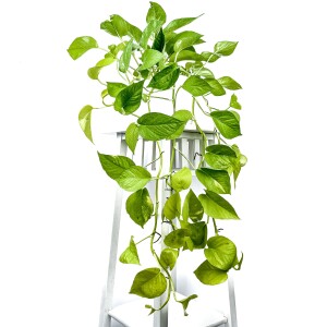 Potos - Pothos - Salon Sarmaşığı - Epipremnum Pinnatum 'Golden Pothos' Ruby Beyaz Saksılı - Fidan Burada