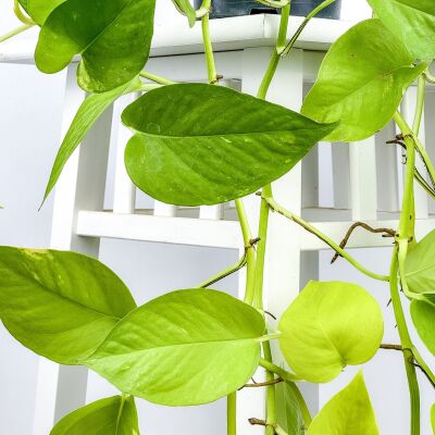 Potos - Pothos - Salon Sarmaşığı - Epipremnum Pinnatum 'Golden Pothos' Ruby Beyaz Saksılı - 3