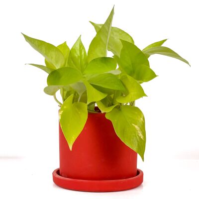 Potos - Pothos - Salon Sarmaşığı - Epipremnum Pinnatum 'Golden Pothos' Ruby Kırmızı Saksılı - 1