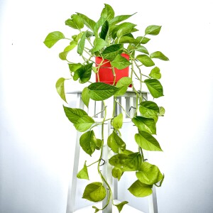 Potos - Pothos - Salon Sarmaşığı - Epipremnum Pinnatum 'Golden Pothos' Ruby Kırmızı Saksılı - Fidan Burada