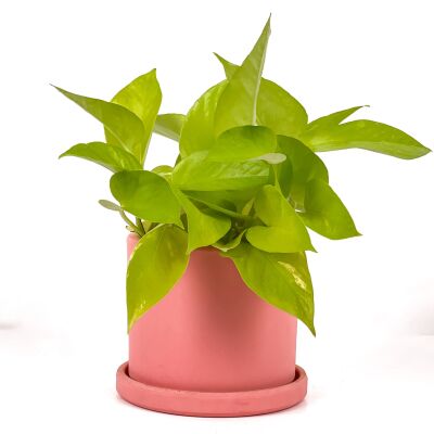 Potos - Pothos - Salon Sarmaşığı - Epipremnum Pinnatum 'Golden Pothos' Ruby Pembe Saksılı - 1