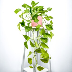 Potos - Pothos - Salon Sarmaşığı - Epipremnum Pinnatum 'Golden Pothos' Ruby Pembe Saksılı - Fidan Burada