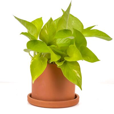 Potos - Pothos - Salon Sarmaşığı - Epipremnum Pinnatum 'Golden Pothos' Ruby Terra Cotta Saksılı - 1