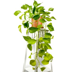 Potos - Pothos - Salon Sarmaşığı - Epipremnum Pinnatum 'Golden Pothos' Ruby Terra Cotta Saksılı - Fidan Burada