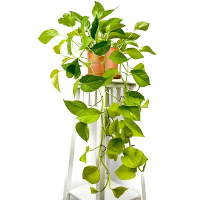 Potos - Pothos - Salon Sarmaşığı - Epipremnum Pinnatum 'Golden Pothos' Ruby Terra Cotta Saksılı - 1