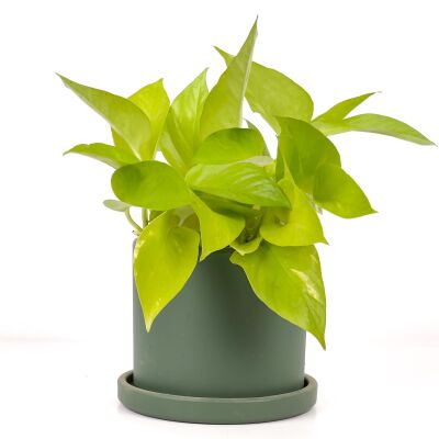 Potos - Pothos - Salon Sarmaşığı - Epipremnum Pinnatum 'Golden Pothos' Ruby Yeşil Saksılı - 1