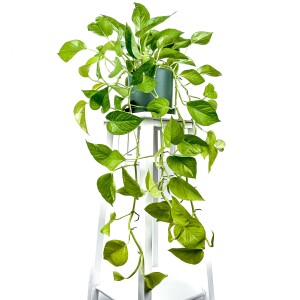 Potos - Pothos - Salon Sarmaşığı - Epipremnum Pinnatum 'Golden Pothos' Ruby Yeşil Saksılı - Fidan Burada