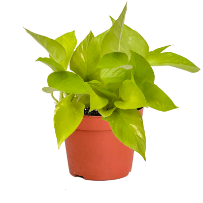 Potos - Pothos - Salon Sarmaşığı - Epipremnum Pinnatum 'Golden Pothos' - 1