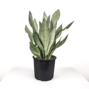 Sansevieria (Paşa Kılıcı) Moonshine Özel Tür 40-60 cm - 1