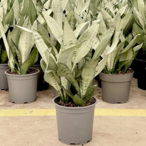 Sansevieria (Paşa Kılıcı) Moonshine Özel Tür 40-60 cm - 2