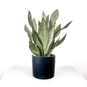 Sansevieria (Paşa Kılıcı) Moonshine Özel Tür Ruby Antrasit Saksılı 40-60 cm - Fidan Burada