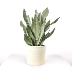 Sansevieria (Paşa Kılıcı) Moonshine Özel Tür Ruby Beyaz Saksılı 40-60 cm - Fidan Burada