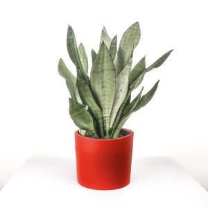 Sansevieria (Paşa Kılıcı) Moonshine Özel Tür Ruby Kırmızı Saksılı 40-60 cm - Fidan Burada