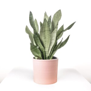 Sansevieria (Paşa Kılıcı) Moonshine Özel Tür Ruby Pembe Saksılı 40-60 cm - Fidan Burada