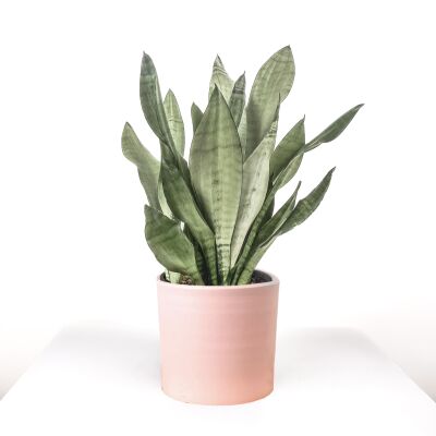 Sansevieria (Paşa Kılıcı) Moonshine Özel Tür Ruby Pembe Saksılı 40-60 cm - 1